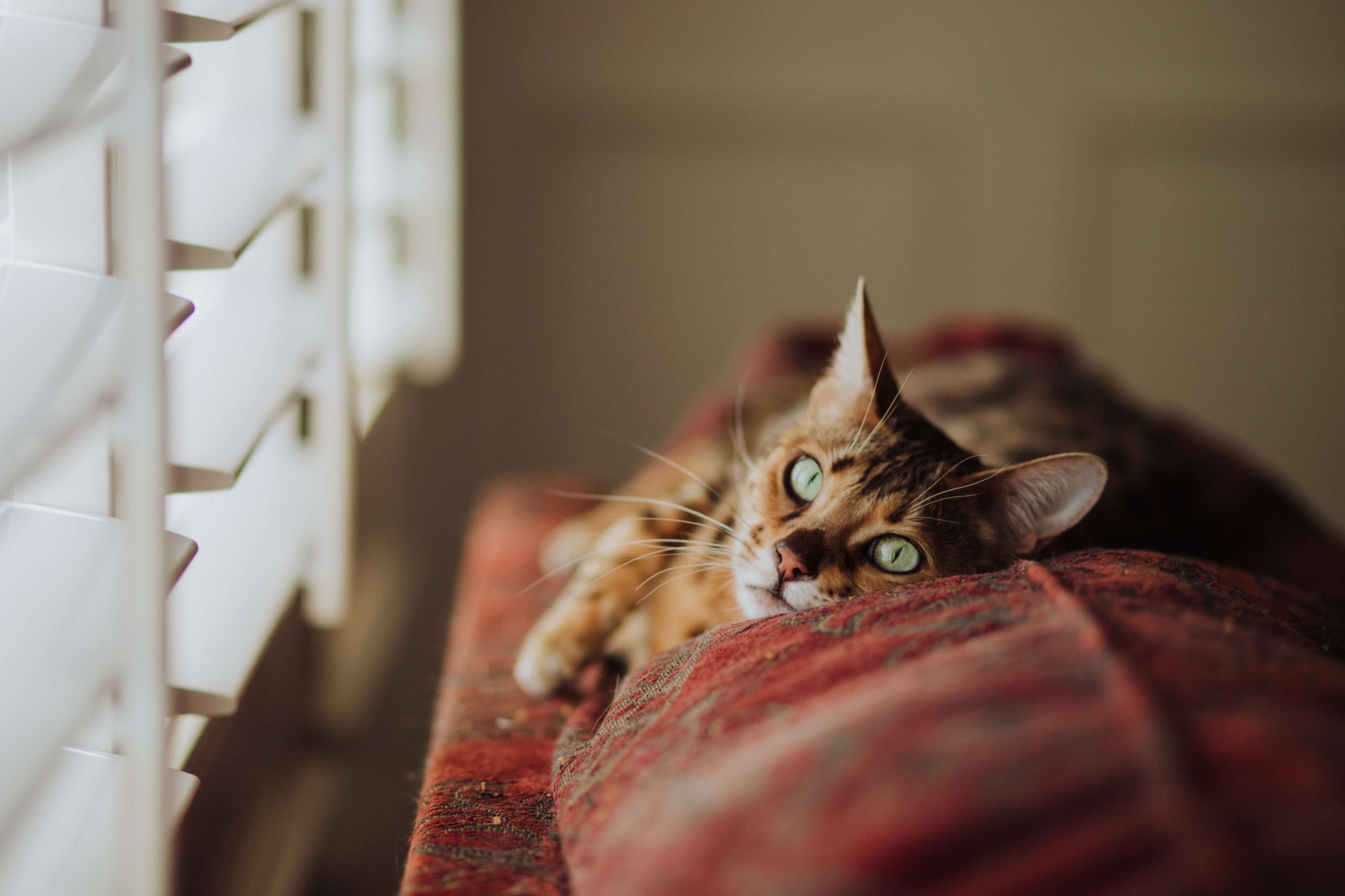 Cat with green eyes lying on a red sofa looking out of the window