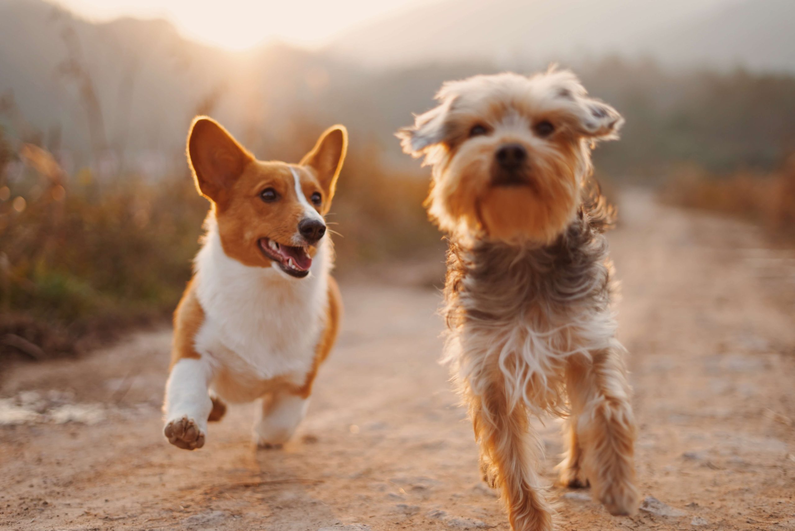 Corgi and terrier dog running today at sunset