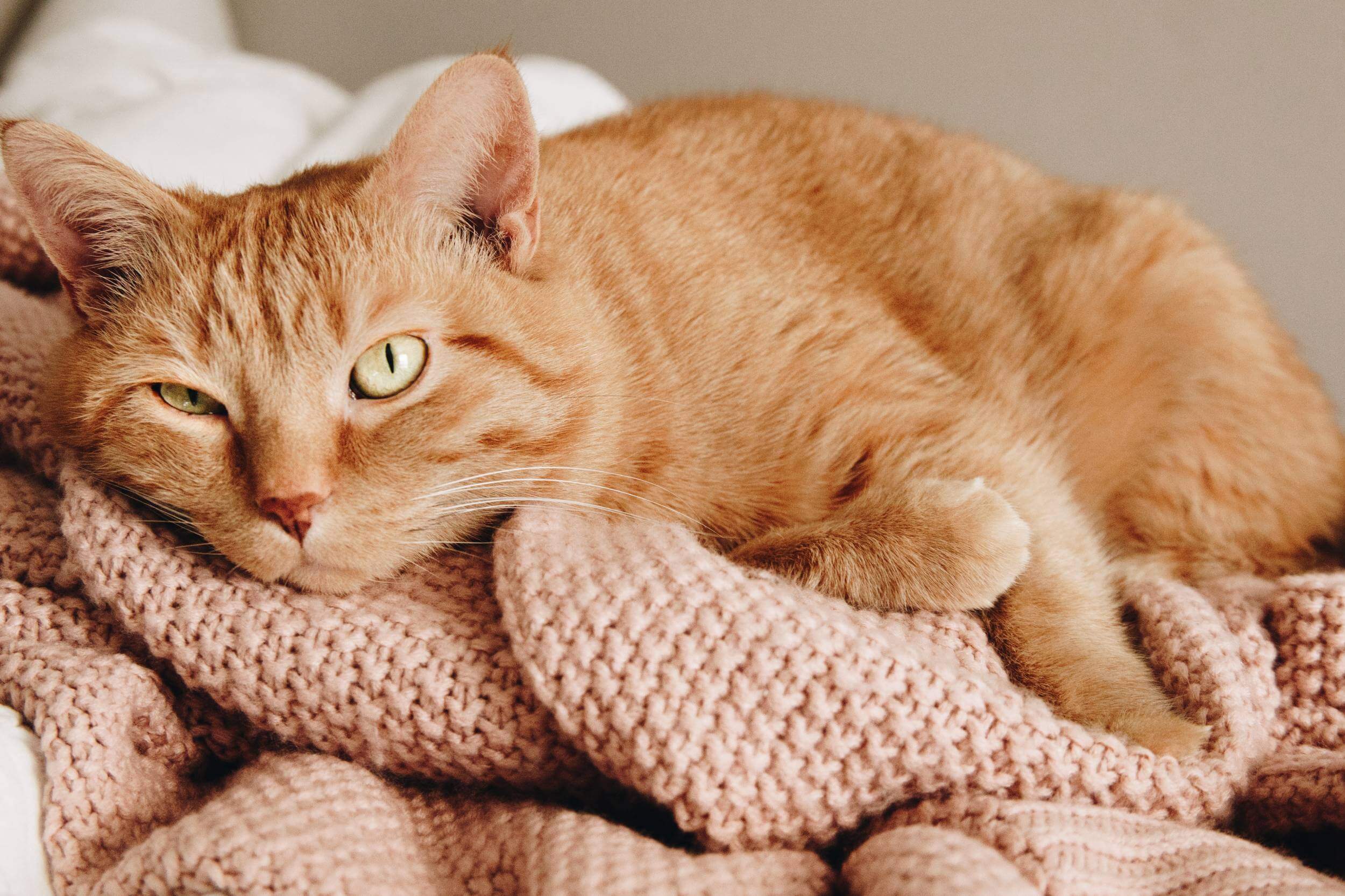 Ginger cat lying on a pink blanket