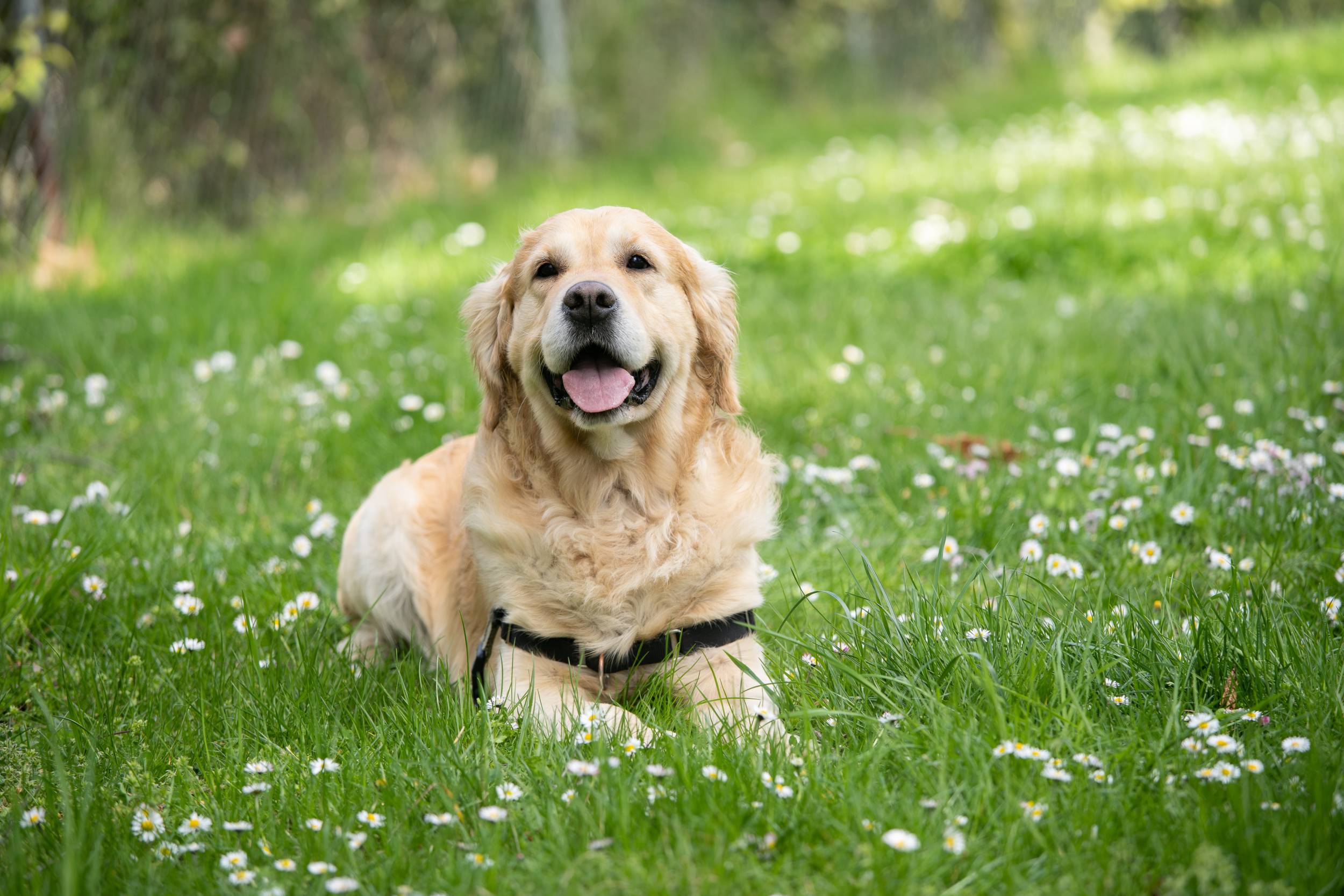 Happy old golden retriever