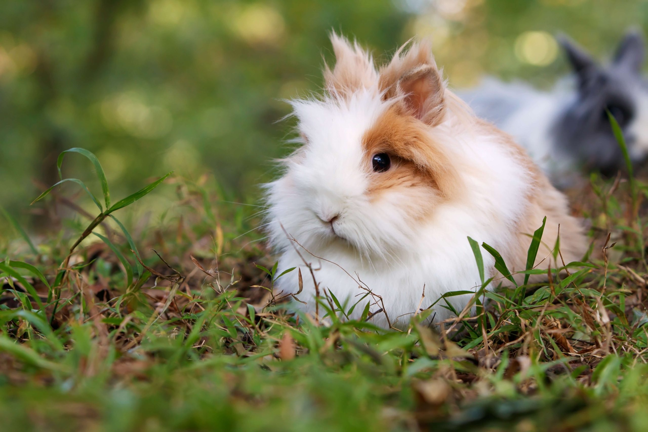 Small fluffy bunny on the grass