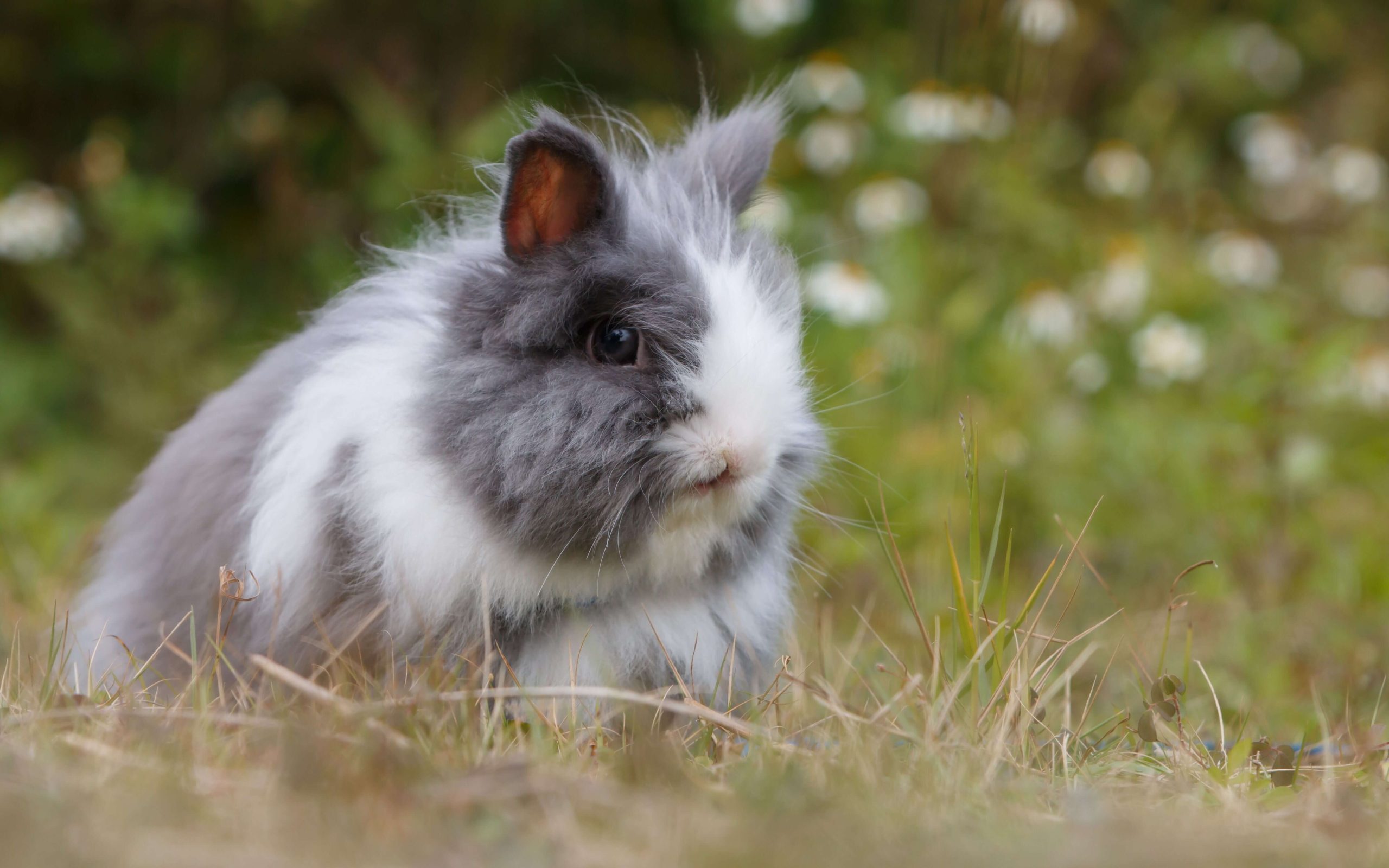 Small fluffy grey and white bunny on grass