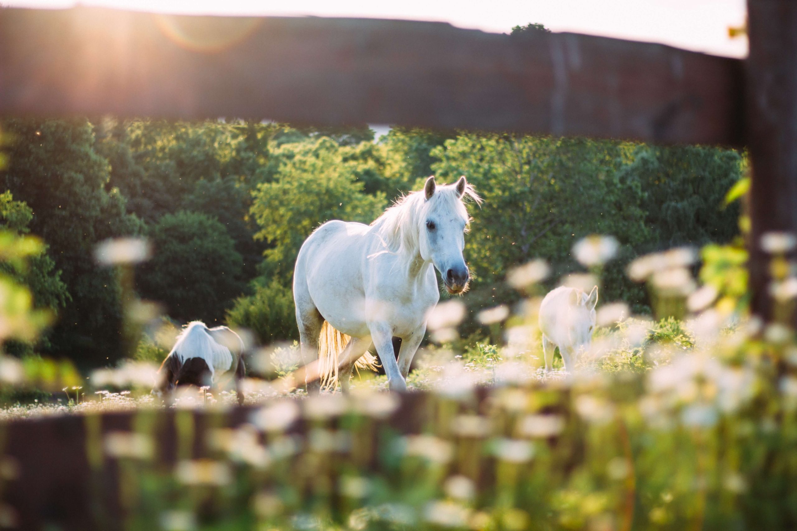 White horses walking in a meadow