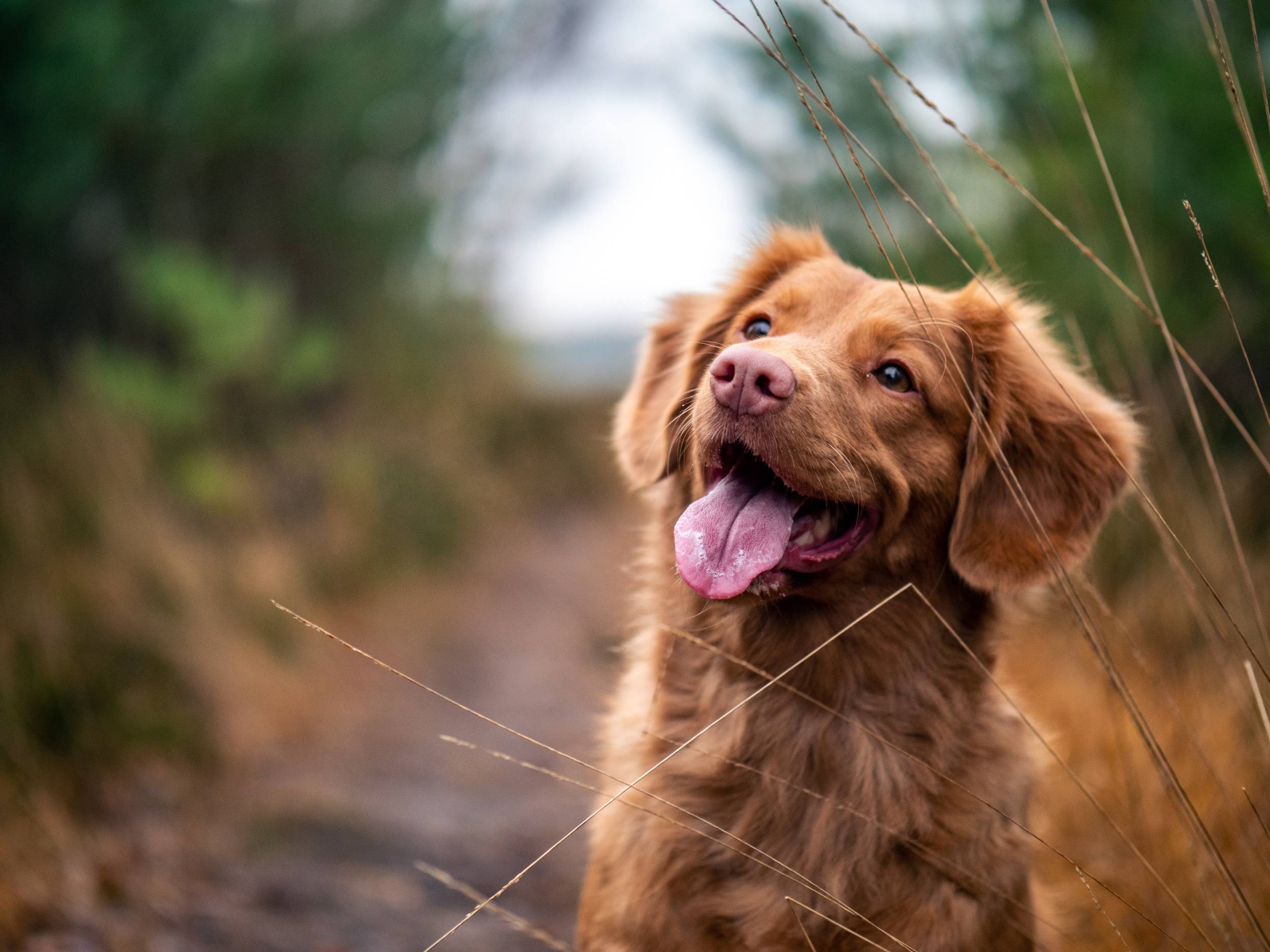 Happy brown spaniel cross