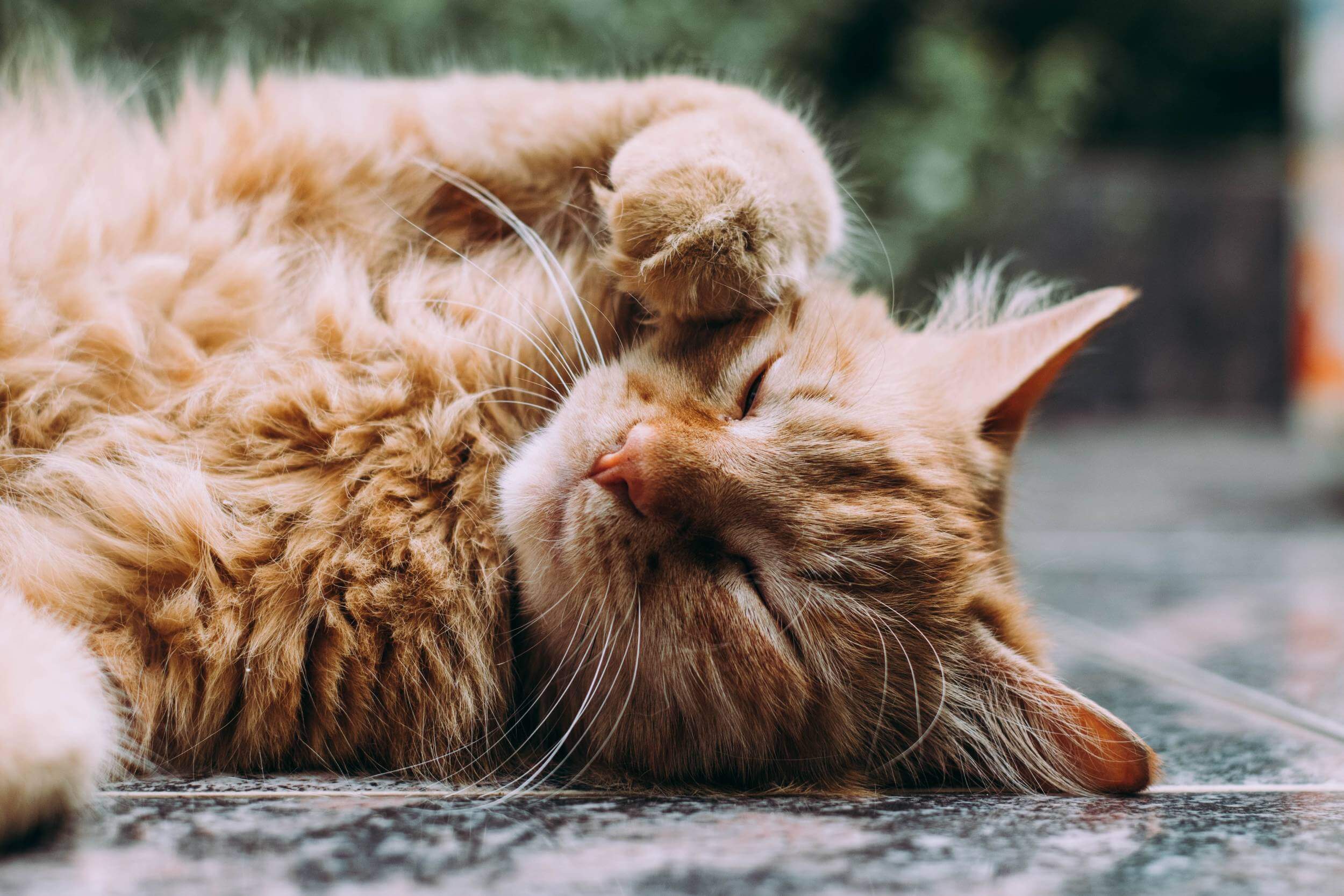 Ginger fluffy cat sleeping