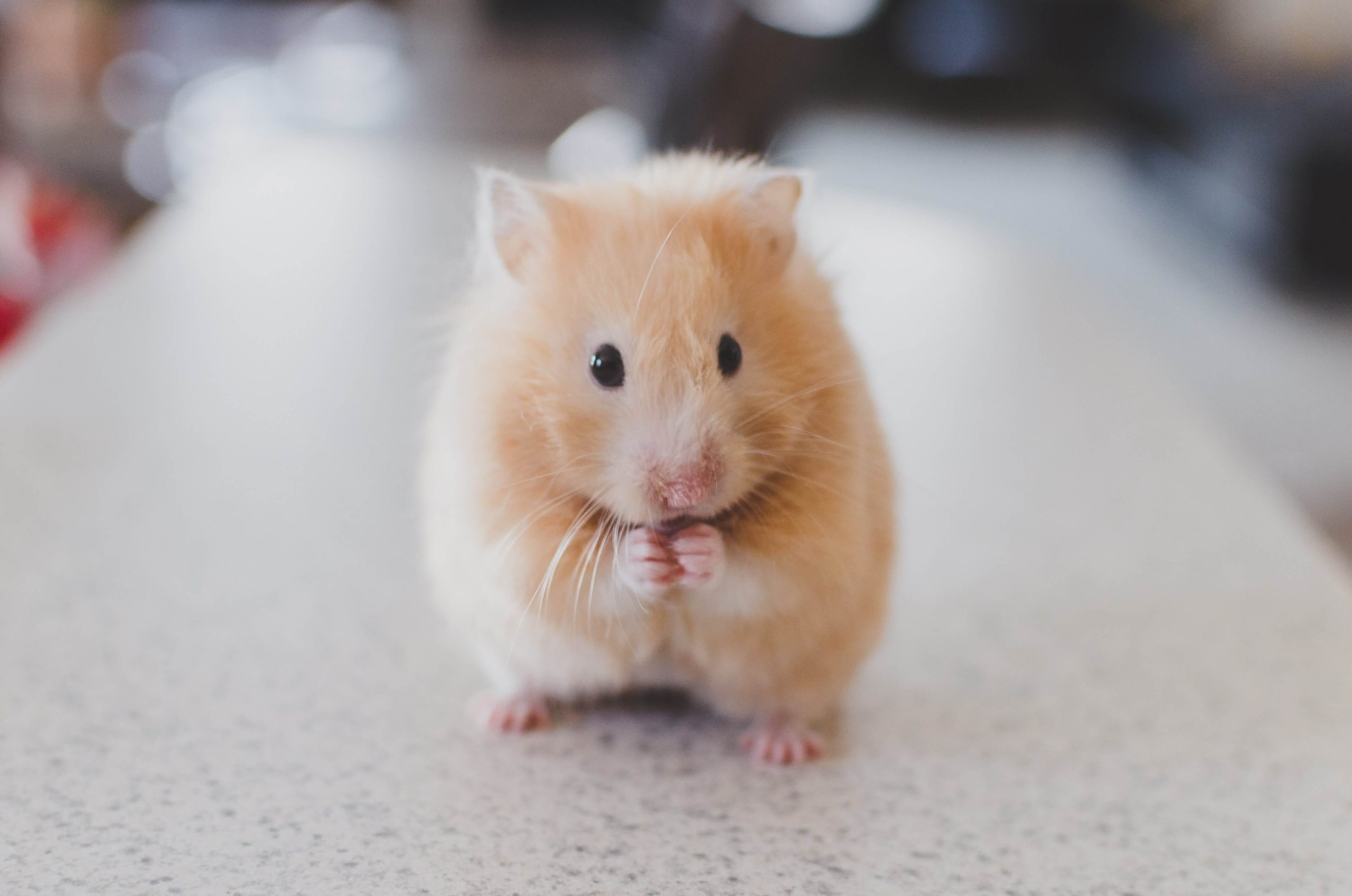 Ginger hamster eating on a tabletop